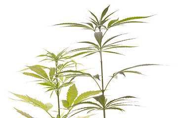 Image showing Fresh Marijuana Plant Leaves on White Background