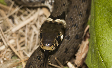 Image showing ringed snake