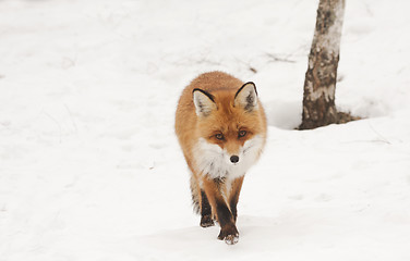 Image showing walking in snow