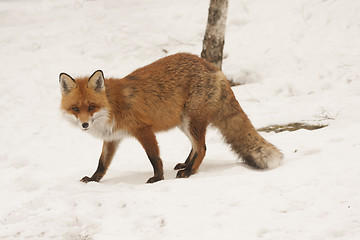 Image showing winter fox