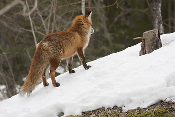 Image showing fox in wintertime