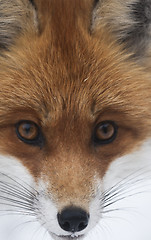 Image showing fox face