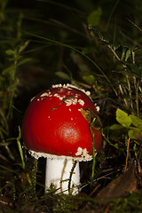 Image showing fly agaric