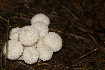 Image showing warted puffball