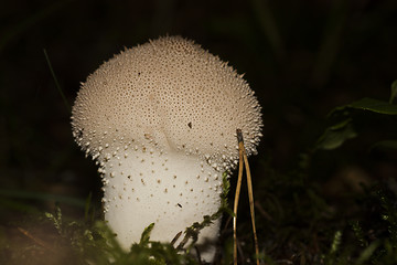 Image showing common puffball