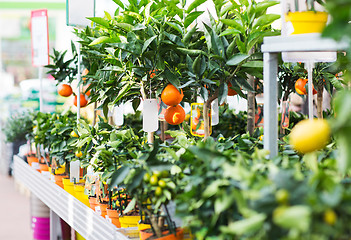 Image showing close up of citrus seedlings in gardening shop