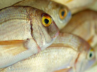 Image showing Raw Sea Bream