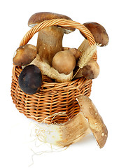 Image showing Raw Boletus Mushrooms