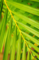 Image showing Palm tree leaves