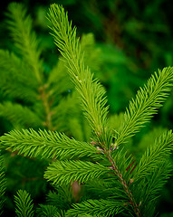 Image showing Young Spruce Shoots