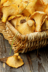 Image showing Raw Chanterelles Mushrooms