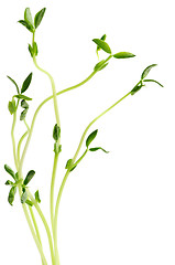 Image showing Green sprouts on white background