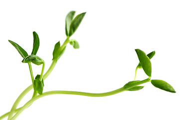 Image showing Green sprouts on white background