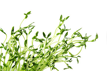 Image showing Green sprouts on white background