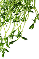 Image showing Green sprouts on white background