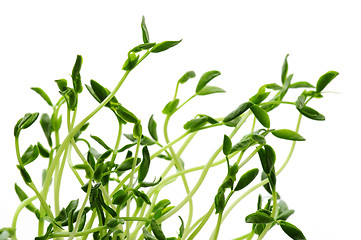 Image showing Green sprouts on white background