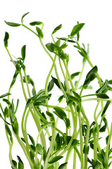 Image showing Green sprouts on white background