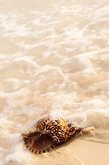 Image showing Seashell and ocean wave