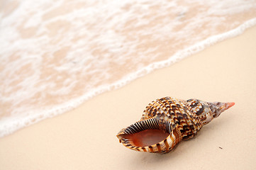 Image showing Seashell and ocean wave