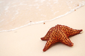 Image showing Starfish and ocean wave