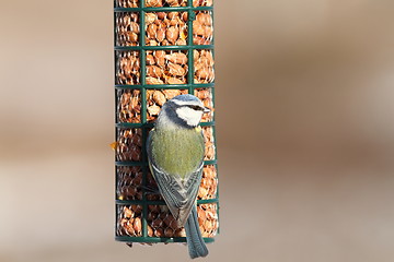 Image showing blue tit on bird feeder