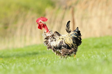 Image showing funny rooster