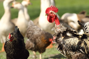 Image showing funny rooster on farm yard