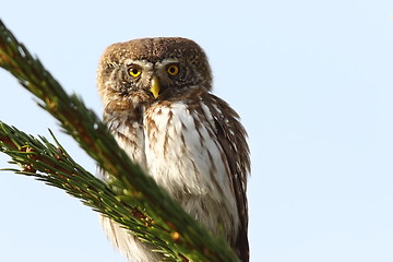 Image showing eurasian pygmy owl on spruce