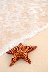 Image showing Starfish and ocean wave