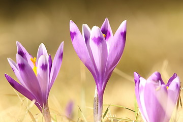 Image showing group of wild crocuses