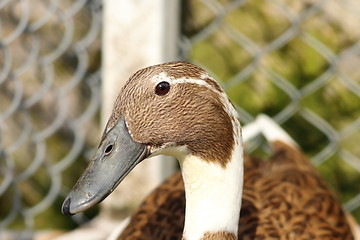 Image showing portrait of indian runner duck