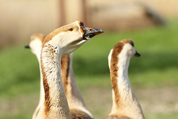 Image showing portrait of big gander