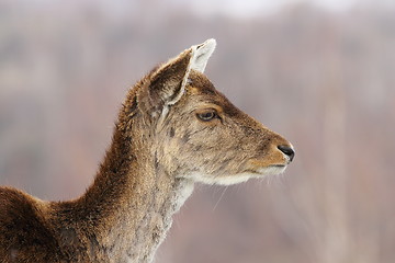 Image showing profile view of deer hind head