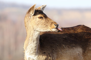 Image showing funny fallow deer hind