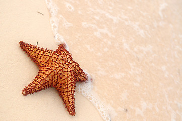 Image showing Starfish and ocean wave