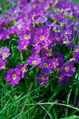 Image showing Field of Purple Primroses