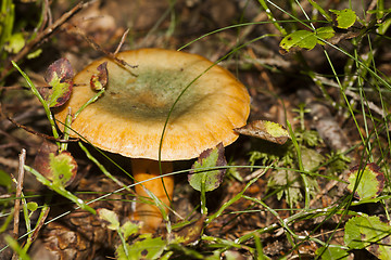 Image showing false saffron milccap