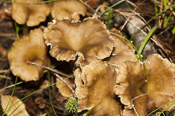 Image showing wild mushrooms