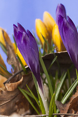 Image showing crocus