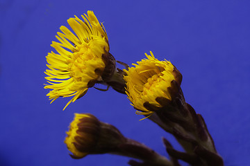 Image showing coltsfoot