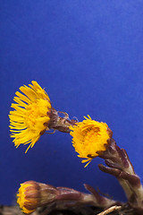 Image showing tussilago