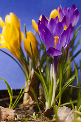 Image showing crocus