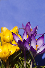 Image showing crocus