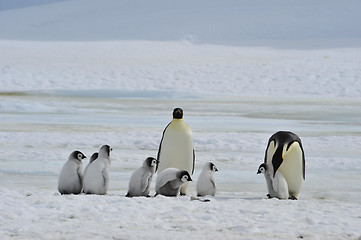 Image showing Emperor Penguins with chick