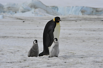 Image showing Emperor Penguins with chick