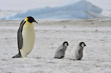 Image showing Emperor Penguins with chick