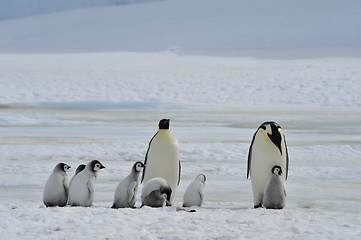 Image showing Emperor Penguins with chick