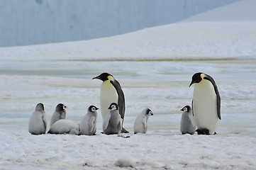 Image showing Emperor Penguins with chick