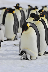 Image showing Emperor Penguins with chick