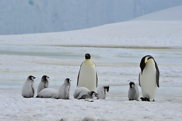 Image showing Emperor Penguins with chick